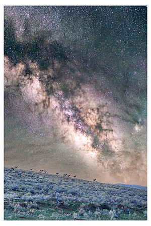 20230418_Elk Dark Horse 03