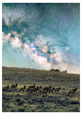 20230418_Elk Dark Horse 08