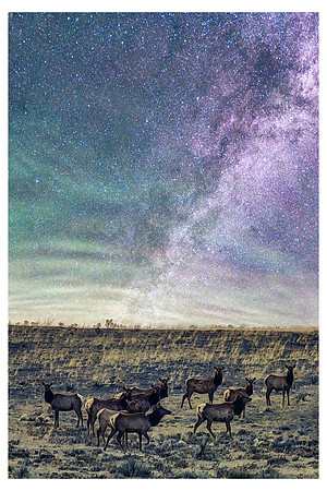 20230418_Elk Horns Northern MW 04