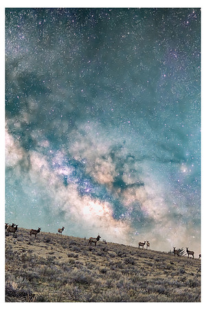 20230418_Elk Horns 06